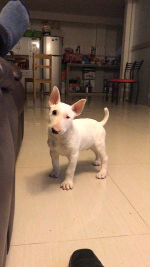 bull terrier