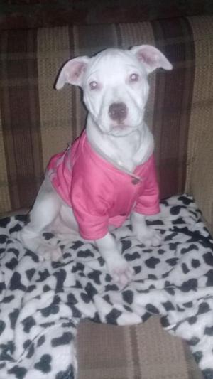 cachorra pitbull Red nose blanca