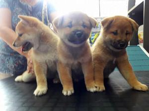 Akita Inu Cachorros Adorables en Venta