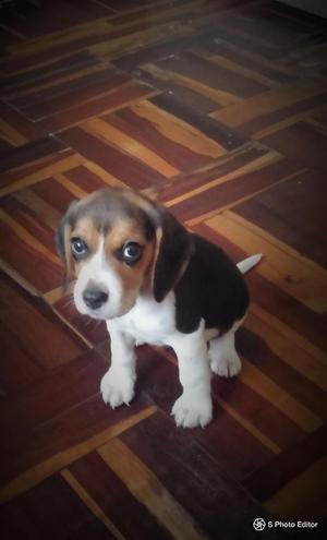 Beagle