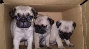 Bonitos Pug Carlino