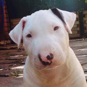 Bull Terrier