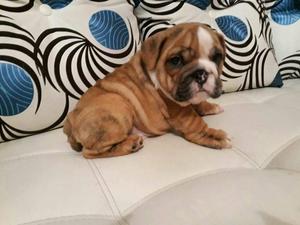 Bulldog Ingles Desparacitados