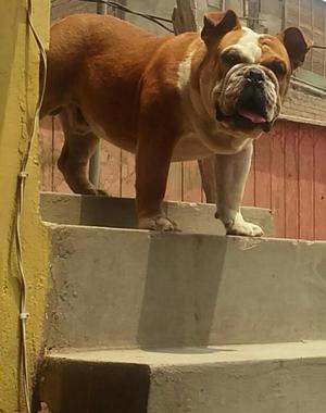 Bulldog Ingles Monta 200 Soles