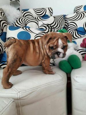 Bulldog Ingles Unicos Bebes