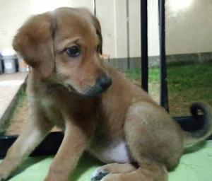 Cachorra Mestiza en Adopcion