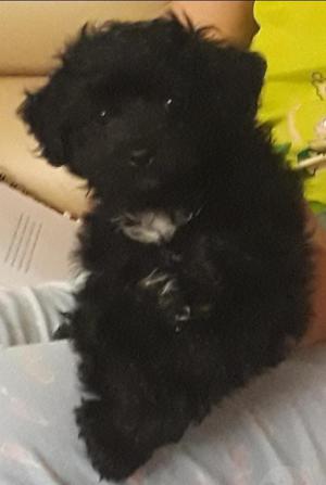 Cachorrita