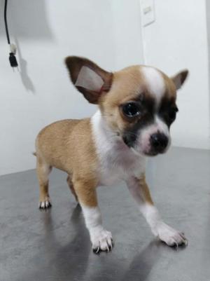 Cachorro Chihuahua