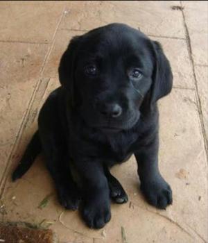 Cachorros Labrador