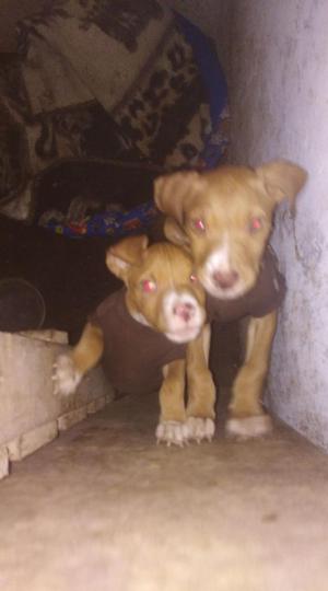 Cachorros Red Nose