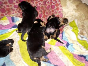 Cachorros Rottweiler