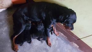 Cachorros Rottweilers