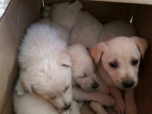 Cachorros de Labrador