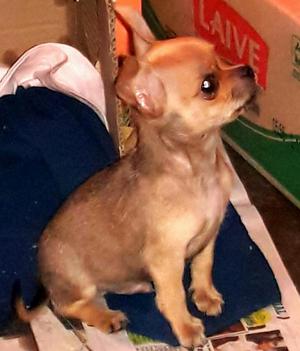 Chihuahua Enanito Vacunado