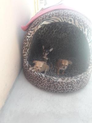 Chihuahuas Wsp  Padres Presente