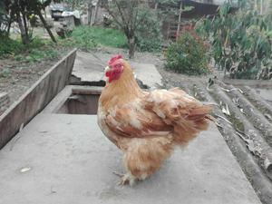 Gallinas Conchinchino Gigante