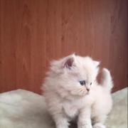 Gato Persa Machito de 5 meses Semi Extremo para Mascota
