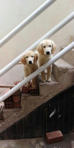 Golden Retrivier en Venta