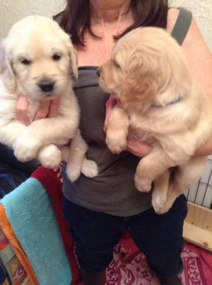 Hermosos Cachorros Pelaje Suave Vacunado