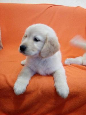 Hermosos Golden Retriver