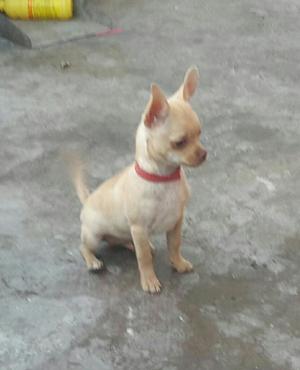 Lindo Chihuahua