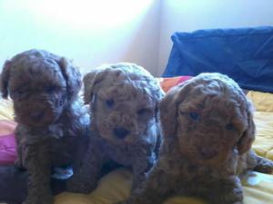 Lindos Cachorros Poodle Apricot Toy