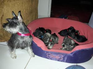 Lindos Snchnauzer mini un mes y 1 semana