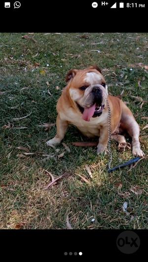 Monta Bulldog Ingles