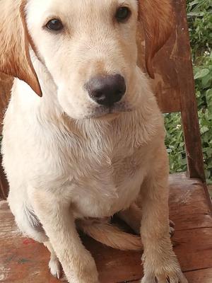 Ojo Vendo Precioso Cachorro Labrador