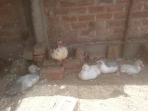 Patos en Venta O Al Cambio con Gallinas