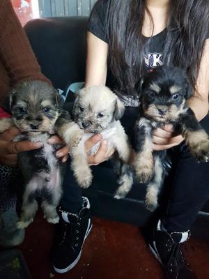 Perritos