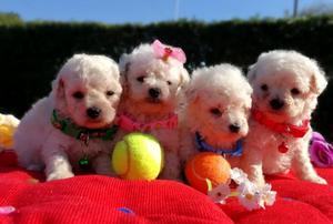 Poodle Minitoy Bellos