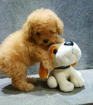 Poodle Peluches Apricot Toys