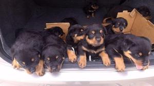 ROTTWEILER CACHORROS