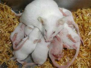 Ratones Albinos a La Venta