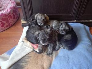 SE VENDE LINDOS CACHORROS SCHNAUZER SAL Y PIMIENTA