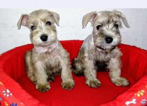 Schnauzer Plateados