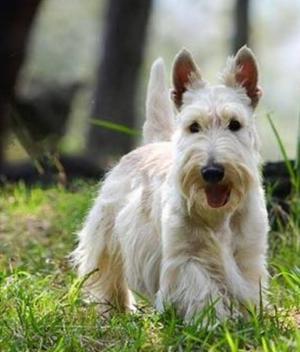 Scotthis Terrier Cachorros