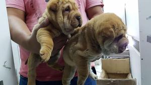 Sharpei Full Arrugas Cachorros Ofrecemos