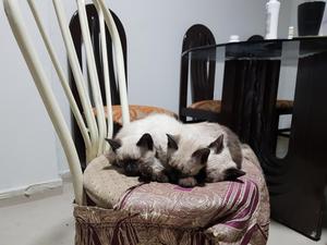 Vendo 3 Gatitos Siames Angora