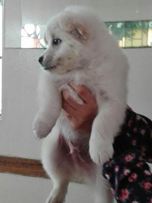 Vendo Cachorro Samuyedo 1 Mes