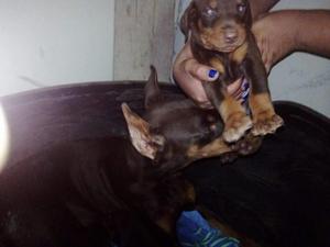 Vendo cachorritos doberman