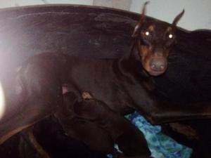 Vendo cachorritos doberman