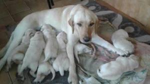 Venta Cachorros Labrador