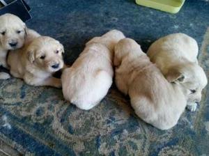 Venta de Cachorros Golden Retrievers