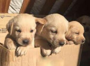 Venta de Cachorros Labradores