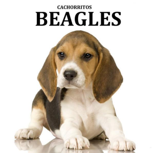 cachorros beagles tricolores