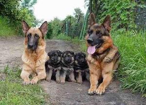 cachorros pastor aleman full pedigri