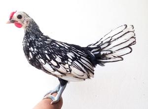 pollo sebright plateado gallina gallo