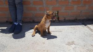 AMERICAN BULLY EN VENTA